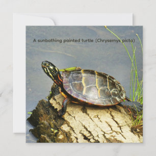 Eine sonnenbadende Zierschildkröte