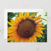 Eine Sonnenblume im Garten Feiertagspostkarte (Vorne/Hinten)