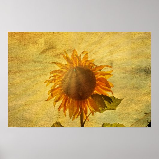 Eine Sonnenblume Poster (Vorne)