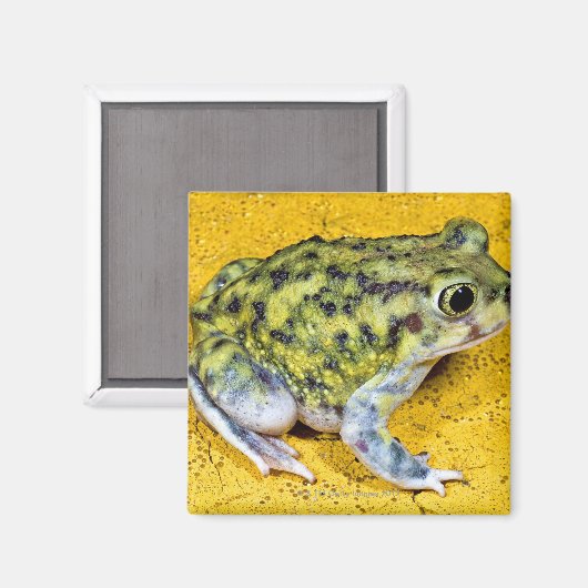 Eine Spadefußtote Magnet (Vorderseite/Rückseite)