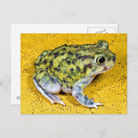 Eine Spadefußtote Postkarte (Vorne/Hinten)