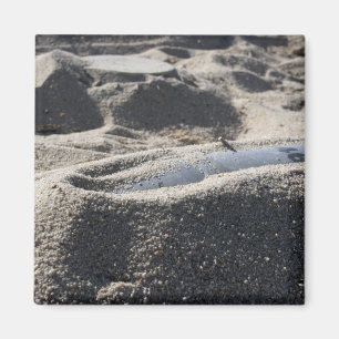 Eine statische Anzeige einer Muschel zur Kampfmitt Magnet