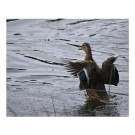 Eine Stockente, die mit den Flügeln schlägt Fotodruck