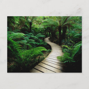 Eine Straße mitten im Wald Postkarte