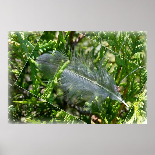 Eine streunende Feder Poster (Vorne)