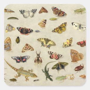 Eine Studie der Insekten Quadratischer Aufkleber