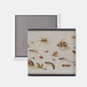 Eine Studie über Insekten Magnet (Vorderseite/Rückseite)