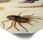 Eine Studie über Insekten Poster (Ecke)