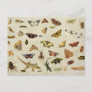 Eine Studie über Insekten Postkarte