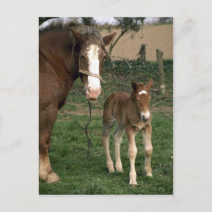 Eine Stute und ihr Fohlen, Frankreich Postkarte