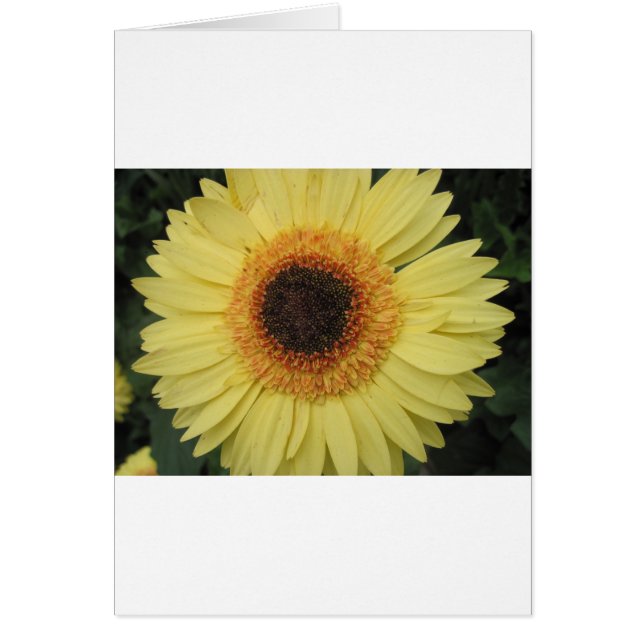 Eine Sunburst-Blume (Vorne)