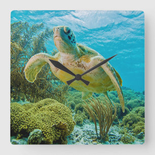 Eine Suppenschildkröte auf den flachen Riffen von Quadratische Wanduhr