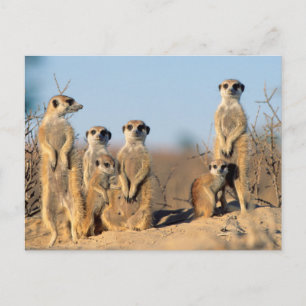 Eine Surikatenfamilie sonnt sich an ihrem Bau Postkarte