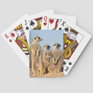Eine Surikatenfamilie sonnt sich an ihrem Bau Spielkarten