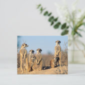 Eine Surikfamilie, die sich an ihren Höhlen sonnt Postkarte (Stehend Vorderseite)