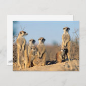 Eine Surikfamilie, die sich an ihren Höhlen sonnt Postkarte (Vorne/Hinten)