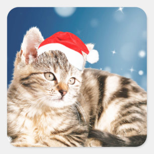 Eine süße Katze mit roter Santa-Mütze Weihnachten  Quadratischer Aufkleber