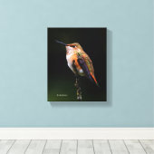 Eine süße Rufous-Hummingvogel-Pose auf dem Obstbau Leinwanddruck (Insitu (Holzboden))