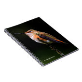 Eine süße Rufous-Hummingvogel-Pose auf dem Obstbau Notizblock (Rechte Seite)