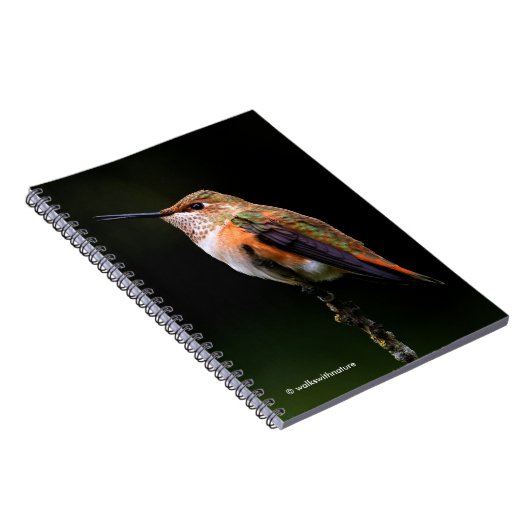 Eine süße Rufous-Hummingvogel-Pose auf dem Obstbau Notizblock (Rechte Seite)