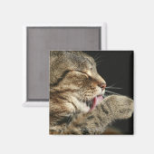 Eine Tabbierkatze leckt seine Pfote. Magnet (Vorderseite/Rückseite)