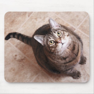 Eine Tabbykatze, die oben schaut Mousepad