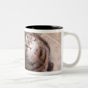 Eine Tabbykatze, die oben schaut Zweifarbige Tasse