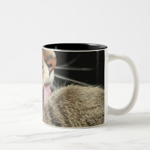 Eine Tabbykatze, die seine Tatze leckt Zweifarbige Tasse