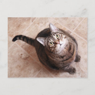 Eine Tabulatorkatze, die nach oben sucht Postkarte