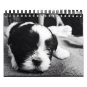 Eine tägliche Dosis des Pandas Kalender (Titelbild)