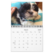 Eine tägliche Dosis des Pandas Kalender (Mär 2027)