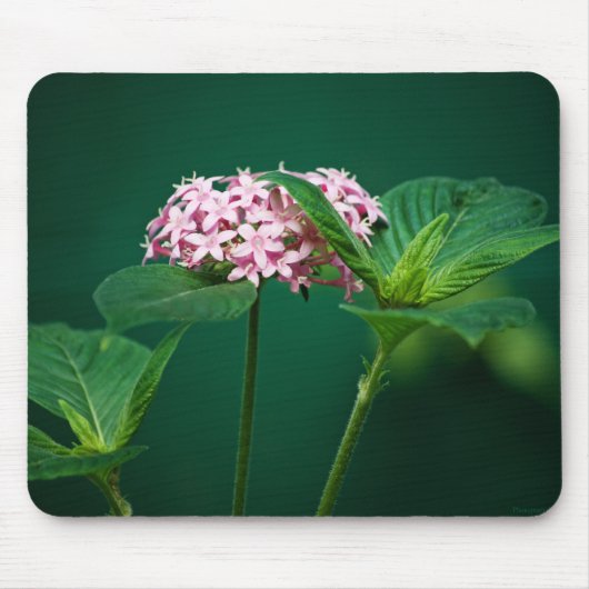Eine Touch Rosa im Grünen Mousepad (Vorne)