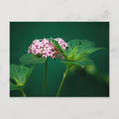 Eine Touch Rosa in der grünen Postkarte (Vorderseite)