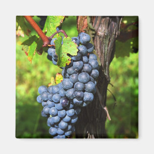 Eine Traube reifer Merlot an einem Rebstock mit Magnet