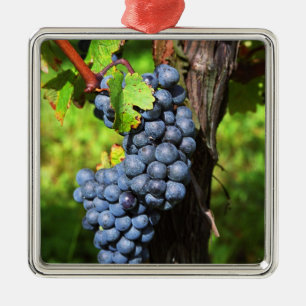 Eine Traube reifer Merlot an einem Rebstock mit Ornament Aus Metall