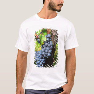Eine Traube reifer Merlot an einem Rebstock mit T-Shirt