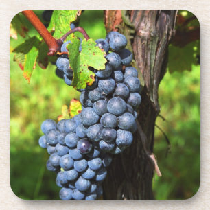 Eine Traube reifer Merlot an einem Rebstock mit Untersetzer