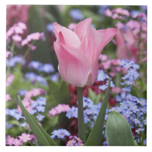 Eine Tulpe im Luxembourg-Garten, Paris, Frankreich Fliese