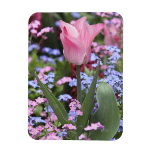 Eine Tulpe im Luxembourg-Garten, Paris, Frankreich Magnet