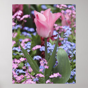 Eine Tulpe im Luxembourg-Garten, Paris, Frankreich Poster