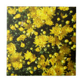 Eine Vielzahl gelber Mums Fliese (Vorderseite)