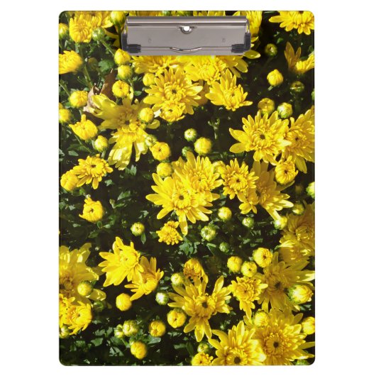 Eine Vielzahl gelber Mums Klemmbrett (Vorderseite)