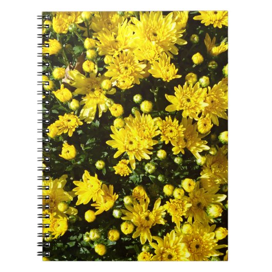 Eine Vielzahl gelber Mums Notizblock (Vorderseite)