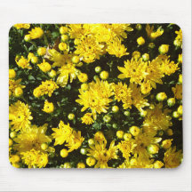 Eine Vielzahl von gelben Chrysanthemen