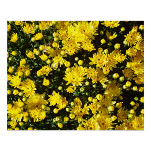 Eine Vielzahl von gelben Chrysanthemen Poster