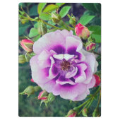 Eine violette Rose Klemmbrett (Rückseite)