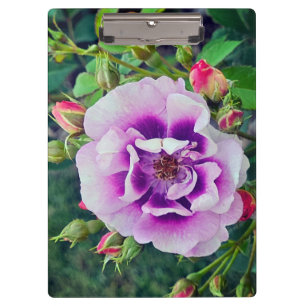 Eine violette Rose Klemmbrett