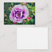Eine violette Rose Mitteilungskarte (Vorne/Hinten)