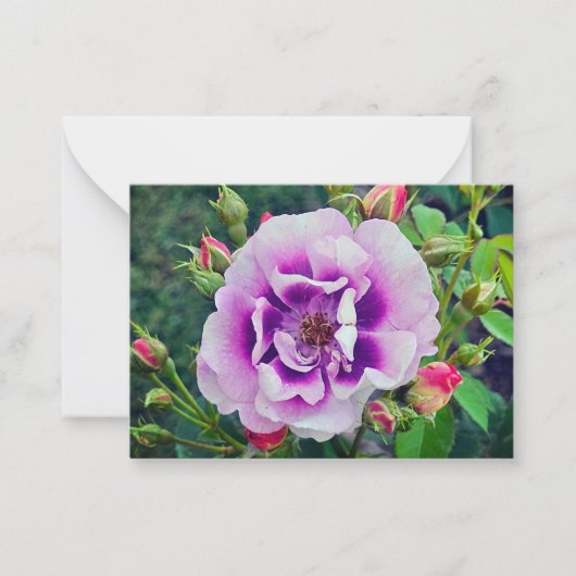 Eine violette Rose Mitteilungskarte (Vorderseite)