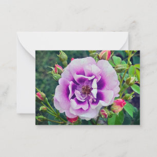 Eine violette Rose Mitteilungskarte